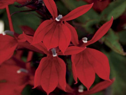 Lobelia okazała 'Starship Scarlet' - sadzonki P9 | Byliny Farm