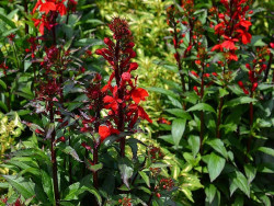 Lobelia okazała 'Starship Scarlet' - sadzonki P9 | Byliny Farm