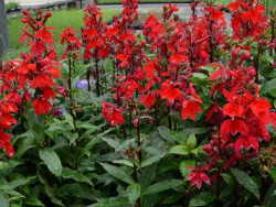 Lobelia okazała 'Starship Scarlet' - sadzonki P9 | Byliny Farm
