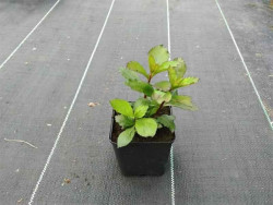 Lobelia okazała 'Starship Scarlet' - sadzonki P9 | Byliny Farm