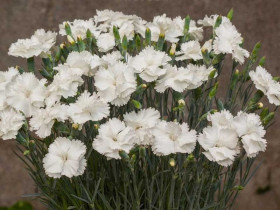 Goździk pierzasty 'Angel of Purity' - sadzonki P9 | Byliny Farm