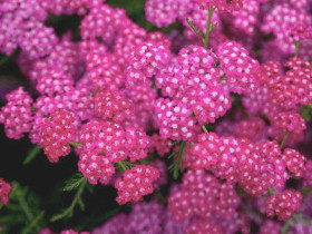 Krwawnik pospolity 'Cerise Queen' - sadzonki P9 | Byliny Farm
