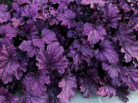Żurawka Forever Purple - sadzonki C0,7 | Byliny Farm