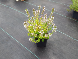 Macierzanka 'Lemon Variegata' - kwitnąca sadzonka w doniczce z boku