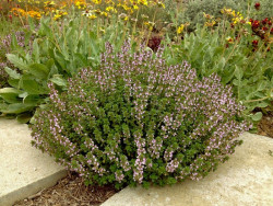 Macierzanka 'Lemon Variegata' - kwitnąca kępa na rabacie
