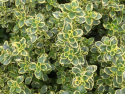 Macierzanka 'Lemon Variegata' - pstre liście z kremowym obrzeżem z góry