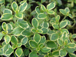 Macierzanka 'Lemon Variegata' - liście z jasnym obrzeżem z bliska