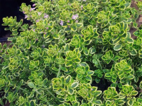 Macierzanka cytrynowa 'Lemon Variegata' - sadzonki P9 | Byliny Farm