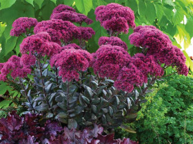 Rozchodnik 'Thunderhead' - sadzonki C0,7 | Byliny Farm