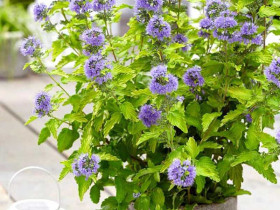 Barbula klandońska 'Hint of Gold' - sadzonki | Byliny Farm