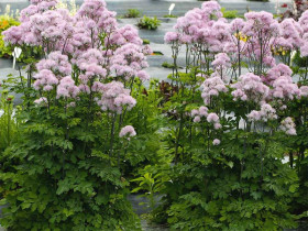 Rutewka 'Nimbus Pink' - sadzonki C0,7 | Byliny Farm