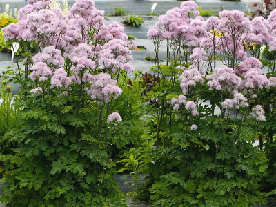 Rutewka 'Nimbus Pink' - sadzonki C0,7 | Byliny Farm