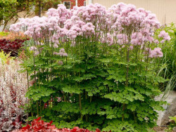 Rutewka 'Nimbus Pink' - sadzonki C0,7 | Byliny Farm