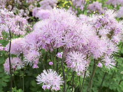 Rutewka 'Nimbus Pink' - sadzonki C0,7 | Byliny Farm