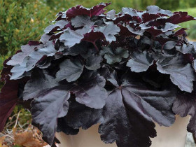 Żurawka 'Black Pearl' - sadzonki C0,7 | Byliny Farm