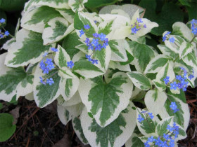 Brunnera 'Variegata' - sadzonki C0,7 | Byliny Farm