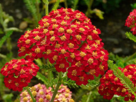 Krwawnik 'Paprika' - sadzonki P9 | Byliny Farm