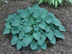 Funkia 'Blue Cadet' - sadzonki C0,7 | Byliny Farm