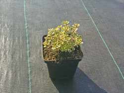 Macierzanka 'Lemon Variegata' - sadzonka w doniczce P9