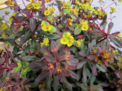 Wilczomlecz migdałolistny Walberton's Ruby Glow - sadzonki | Byliny Farm
