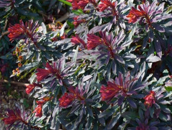 Wilczomlecz migdałolistny Walberton's Ruby Glow - sadzonki | Byliny Farm