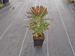 Wilczomlecz migdałolistny Walberton's Ruby Glow - sadzonki | Byliny Farm