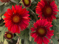 gailardia Mesa Red - gaillardia grandiflora Mesa Red
