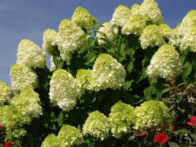 Hortensja bukietowa 'Limelight' - sadzonki | Byliny Farm