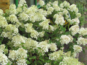 Hortensja 'Grandiflora' - sadzonki P14 | Byliny Farm