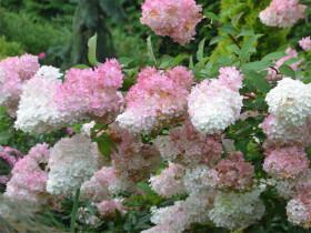 Hortensja 'Vanille Fraise' - sadzonki | Byliny Farm