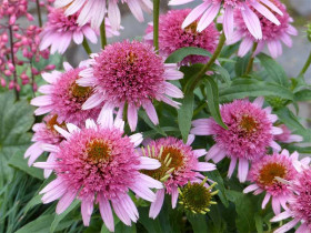 Jeżówka 'Butterfly Kisses' - sadzonki | Byliny Farm