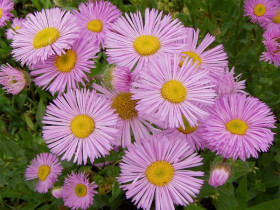 Przymiotno ogrodowe 'Rosa Juwel' - sadzonki P9 | Byliny Farm