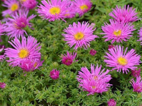 Aster krzaczasty 'Alice Haslam' - sadzonki P9 | Byliny Farm