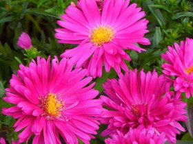 Aster krzaczasty 'Jenny' - sadzonki P9 | Byliny Farm