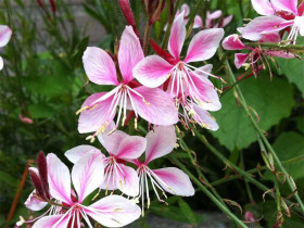 Gaura Lindheimera 'Siskiyou Pink' - sadzonki P9 | Byliny Farm