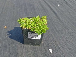 Delosperma wysokogórska - sadzonka w doniczce P9