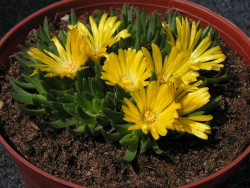Delosperma wysokogórska - kwitnąca roślina w glinianej misie
