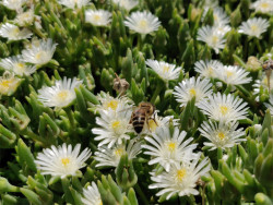 Delosperma 'Moon Stone' - białe kwiaty z pszczołą