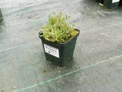 Delosperma 'Moon Stone' - sadzonka w doniczce z etykietą