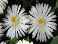 Delosperma 'Moon Stone' - dwa białe kwiaty na ciemnym tle
