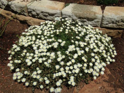 Delosperma 'Moon Stone' - kwitnąca kępa przy kamiennym murku