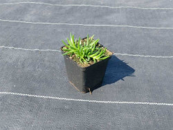 Delosperma 'Moon Stone' - sadzonka w doniczce P9
