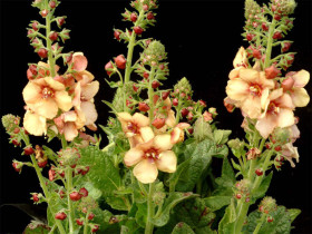 Dziewanna 'Honey Dijon' - sadzonki C0,7 | Byliny Farm