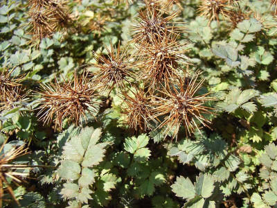Acena drobnolistna - sadzonki P9 | Byliny Farm