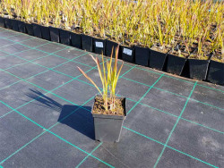 Imperata cylindryczna 'Red Baron' - sadzonki P9 | Byliny Farm