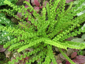 Wietlica samicza 'Frizelliae' - sadzonki P9 | Byliny Farm