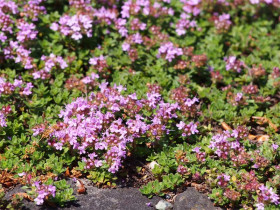 Macierzanka piaskowa 'Coccineus' - sadzonki P9 | Byliny Farm