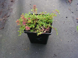 Macierzanka wczesna 'Coccineus' - sadzonka w doniczce P9