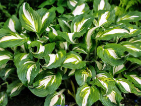 Funkia 'Mediovariegata' - sadzonki C0,7 | Byliny Farm