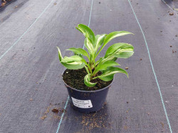 Funkia 'Mediovariegata' - sadzonki C0,7 | Byliny Farm
